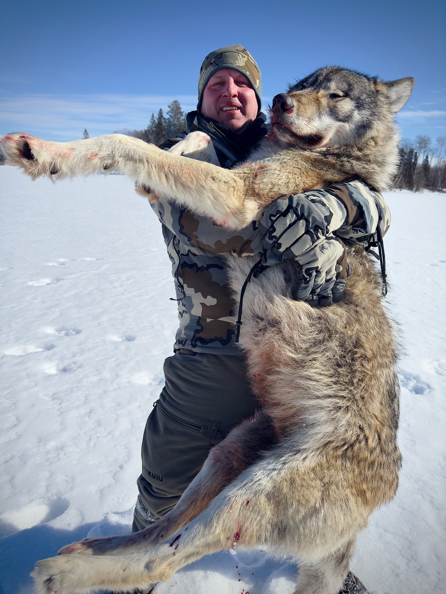 Wolf Hunts Wolf Hunts